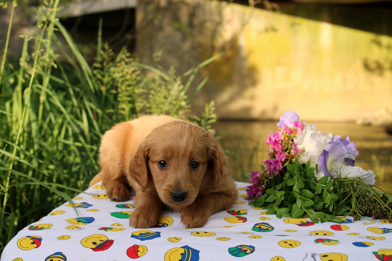 puppy, for, sale, Mini Goldendoodle , Matthew B. Stoltzfus, dog, breeder, Gap, PA, dog-breeder, puppy-for-sale, forsale, nearby, find, puppyfind, locator, puppylocator, aca